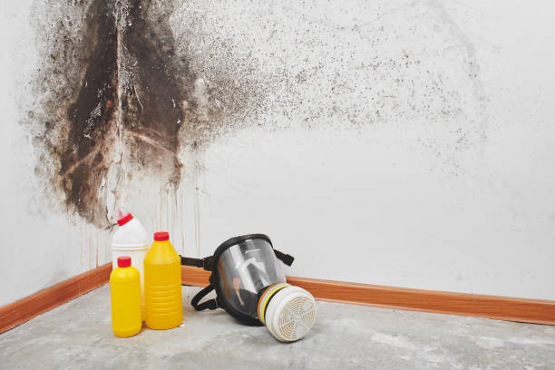 Best Fast Mold Removal  in Eagle River, WI