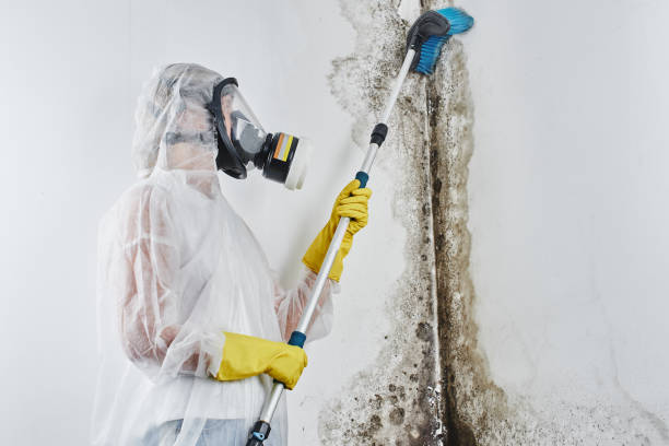 Best Certified Mold Removal  in Eagle River, WI