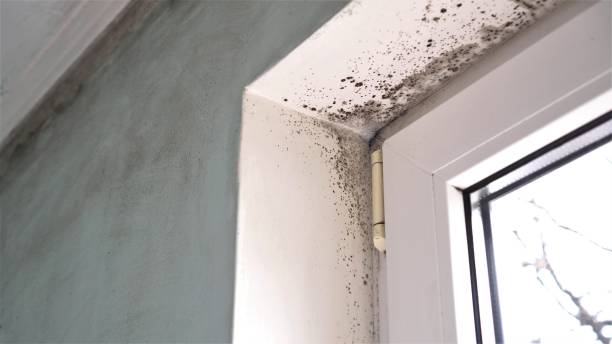 Best Mold Removal Specialists  in Eagle River, WI