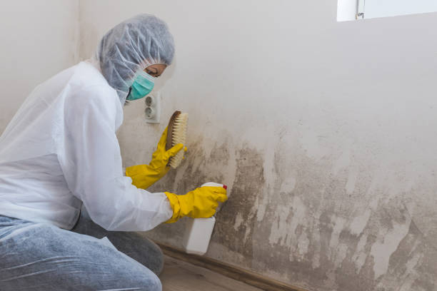 Best Toxic Mold Removal  in Eagle River, WI