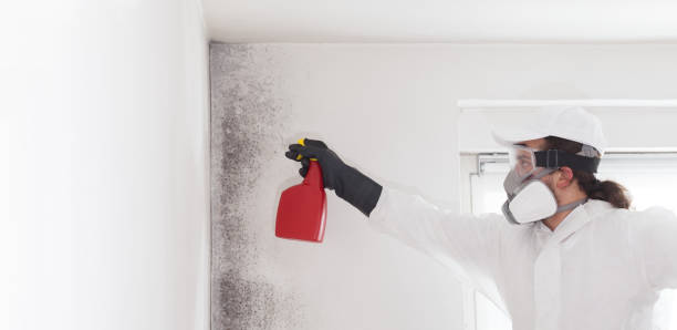 Best Local Mold Removal Service  in Eagle River, WI