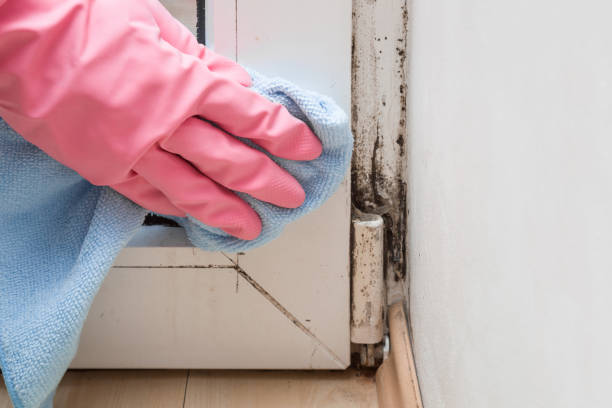 Best Black Mold Removal  in Eagle River, WI