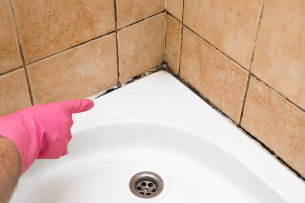 Best Professional Mold Removal  in Eagle River, WI